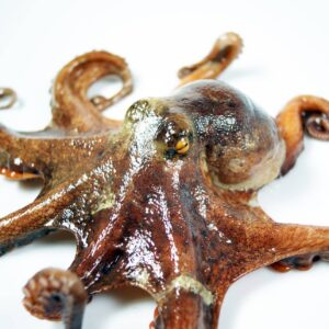 Octopus / Polip aroma Aroma 100g-1kg