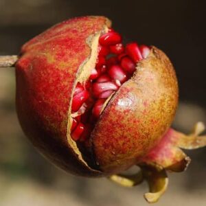 Gránátalma (pomegranate) aroma 100g-1kg